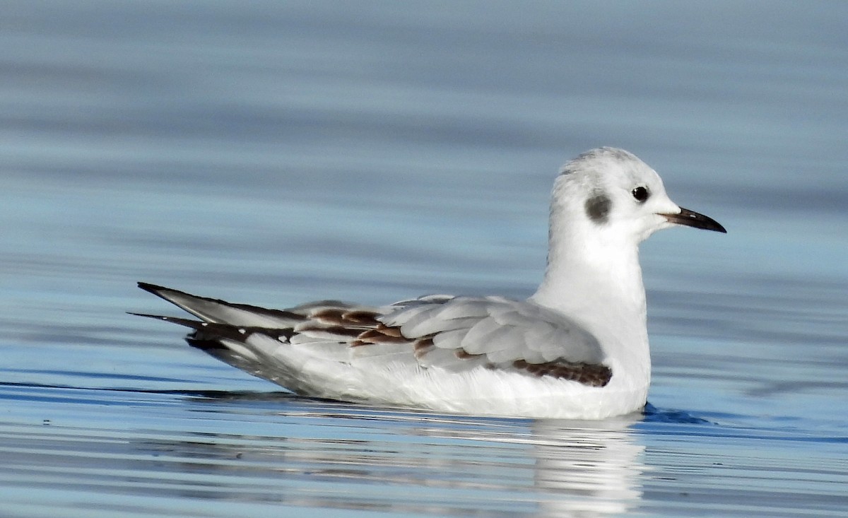 Bonaparte's Gull - ML643994880