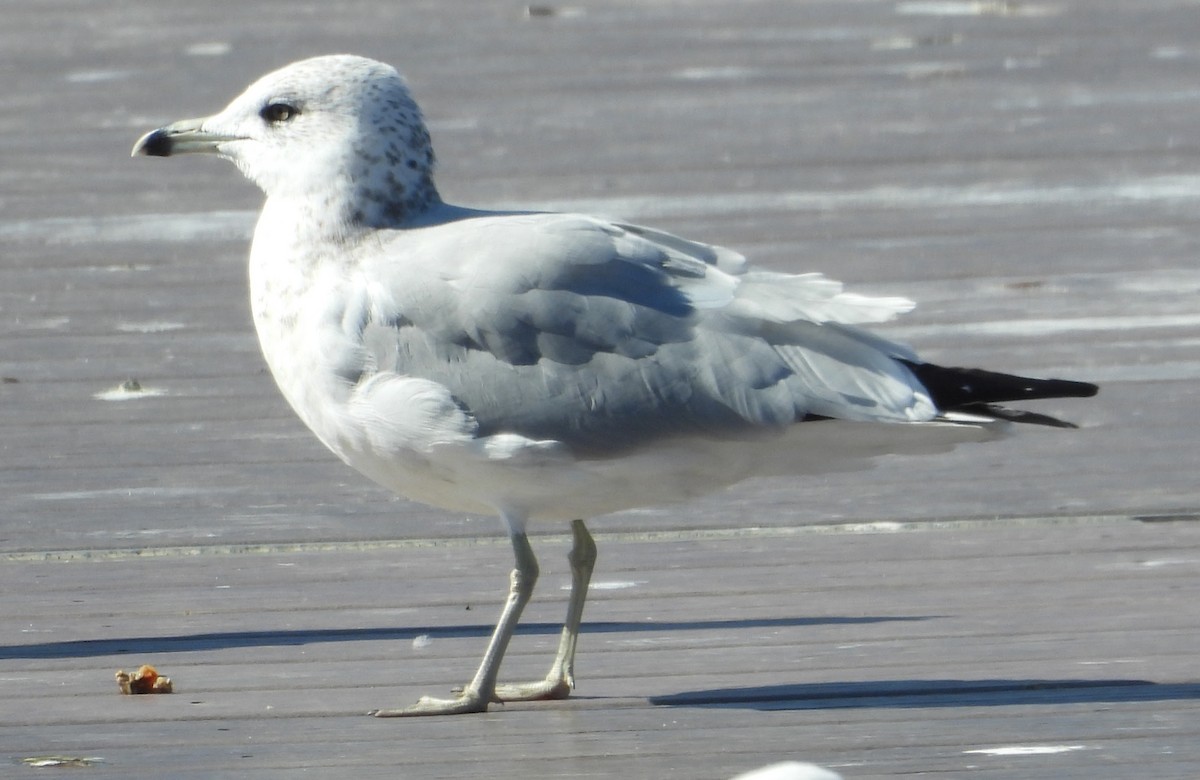 Ring-billed Gull - ML643994881