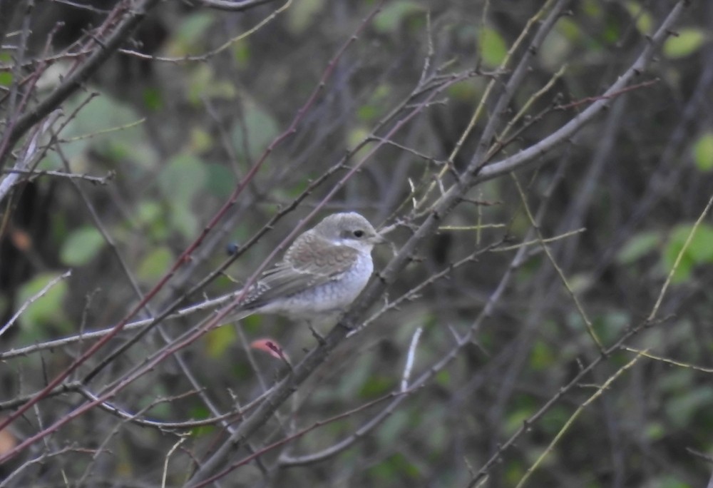 Red-backed Shrike - ML643994882