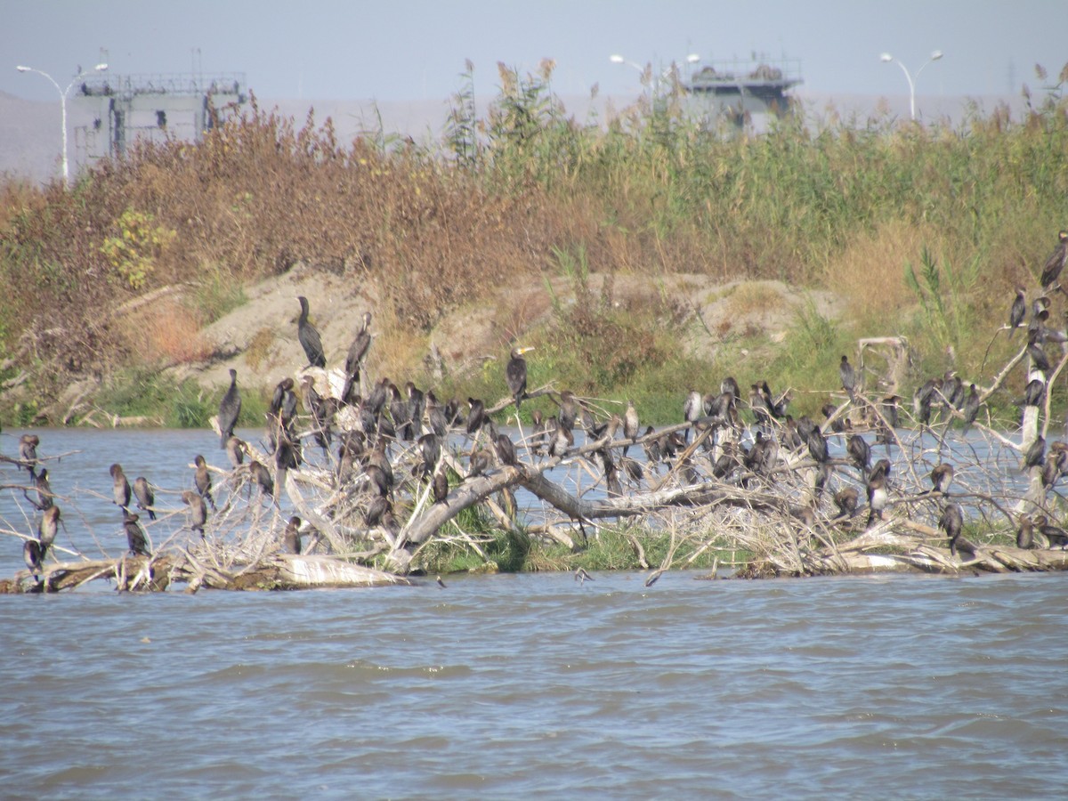 Great Cormorant - ML643994883
