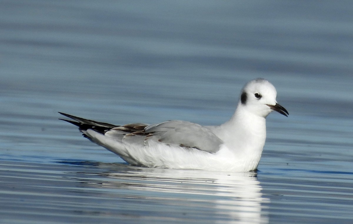 Bonaparte's Gull - ML643994884