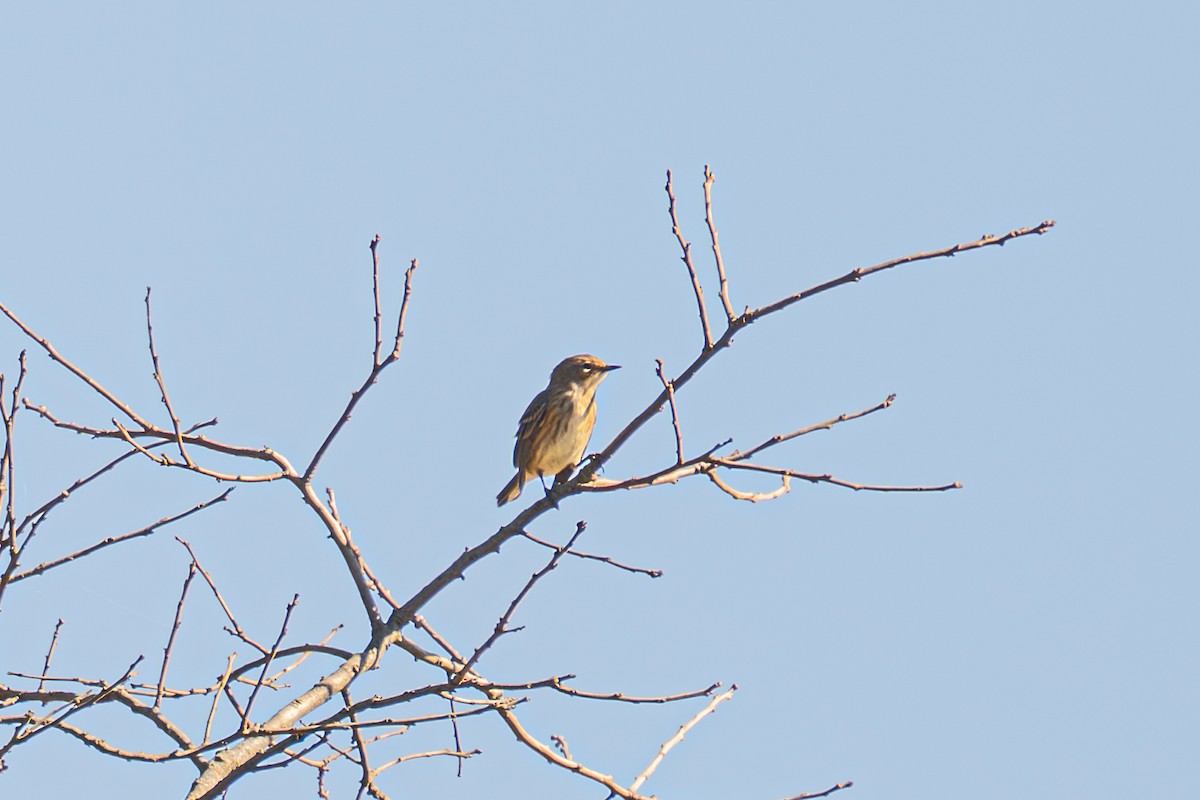 Yellow-rumped Warbler - ML643994885