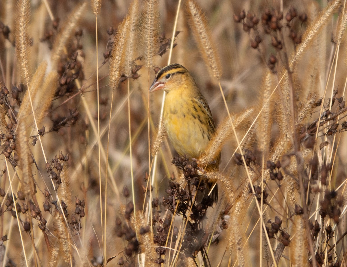 Bobolink - ML643994886