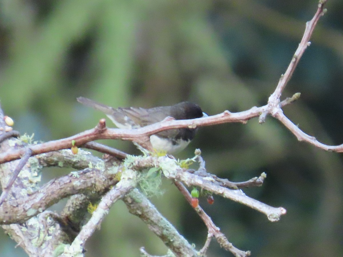 Yellow-bellied Seedeater - ML643994887