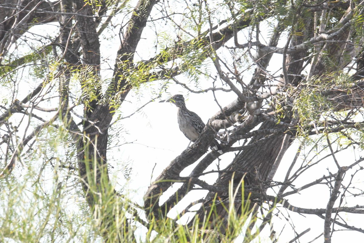 Greater Roadrunner - ML643994888