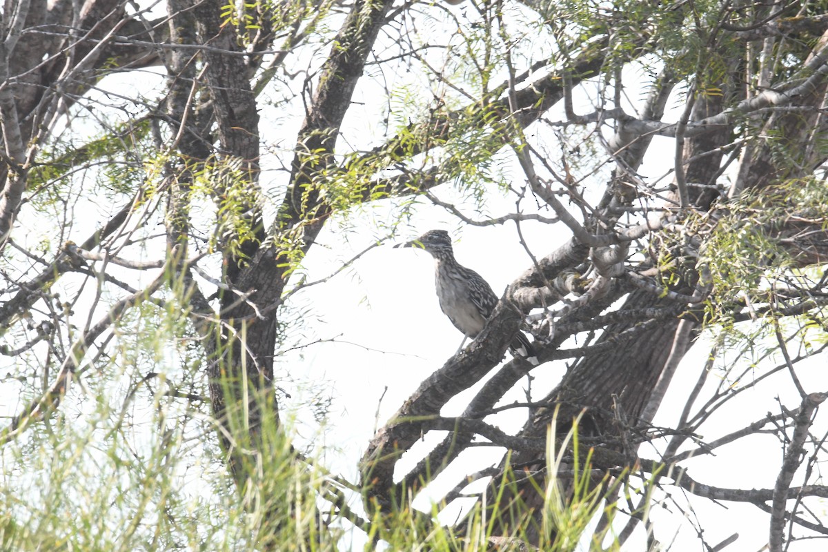 Greater Roadrunner - ML643994889
