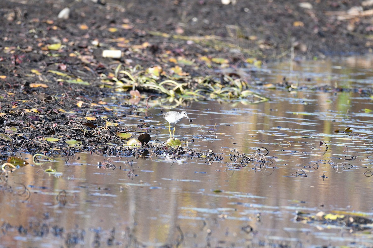 Greater Yellowlegs - ML643994890
