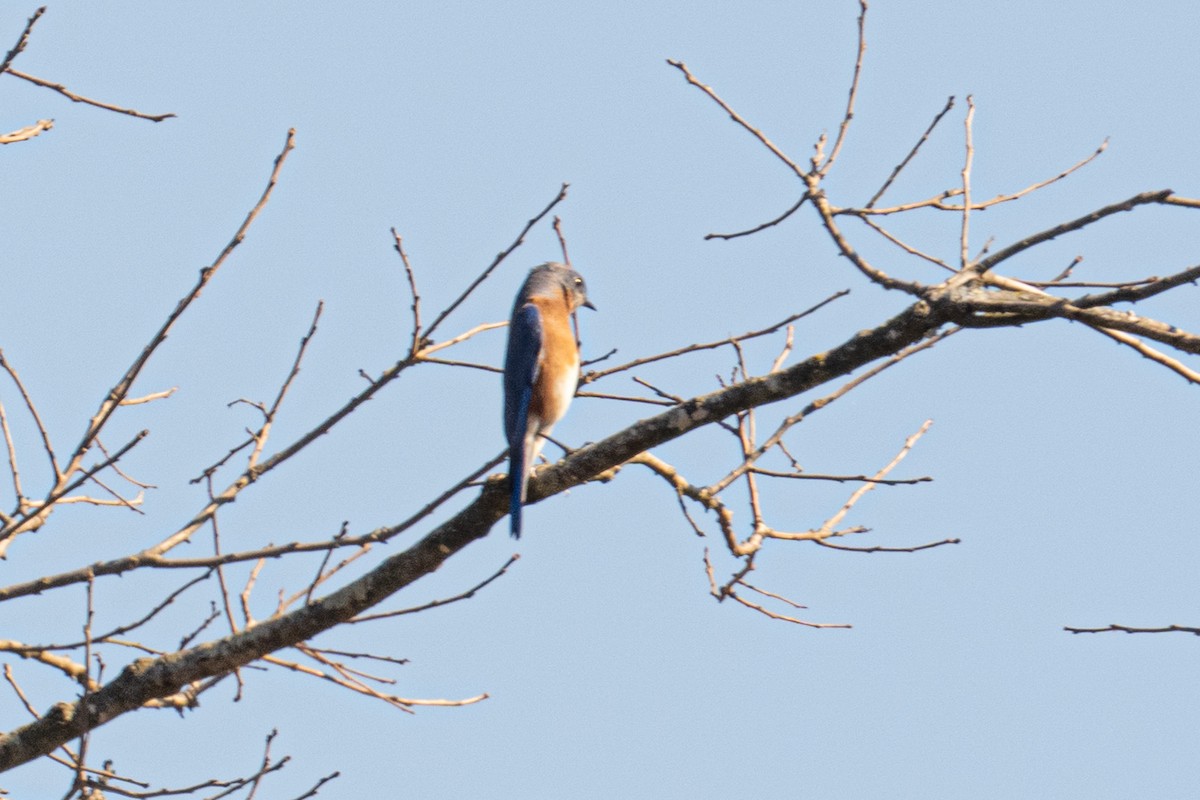 Eastern Bluebird - ML643994891