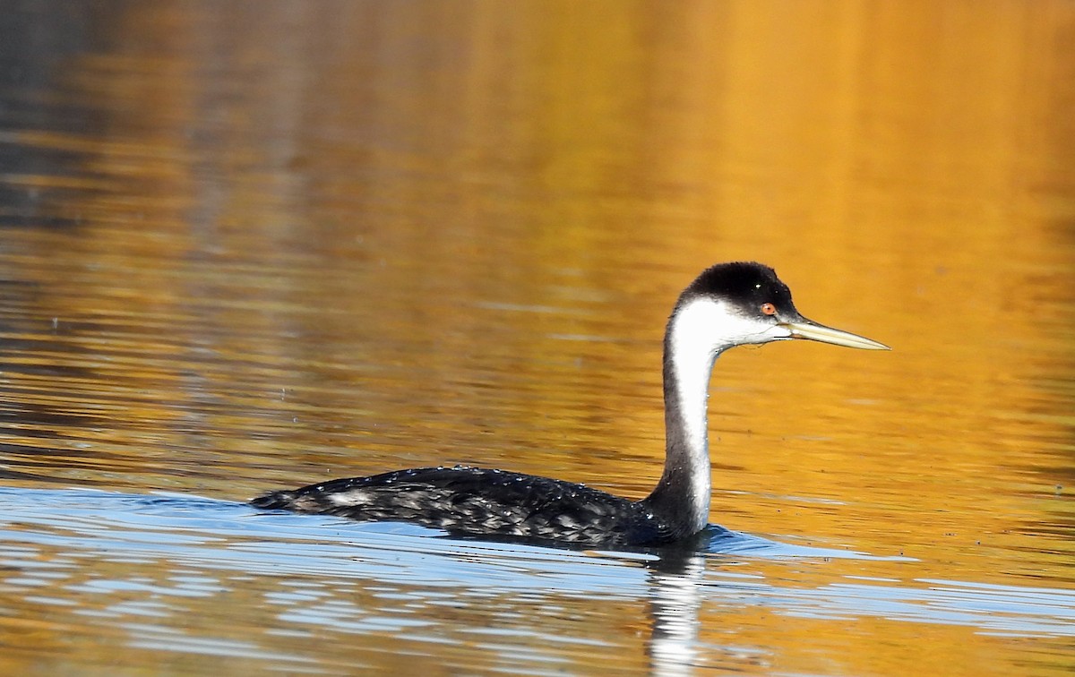 Western Grebe - ML643994892