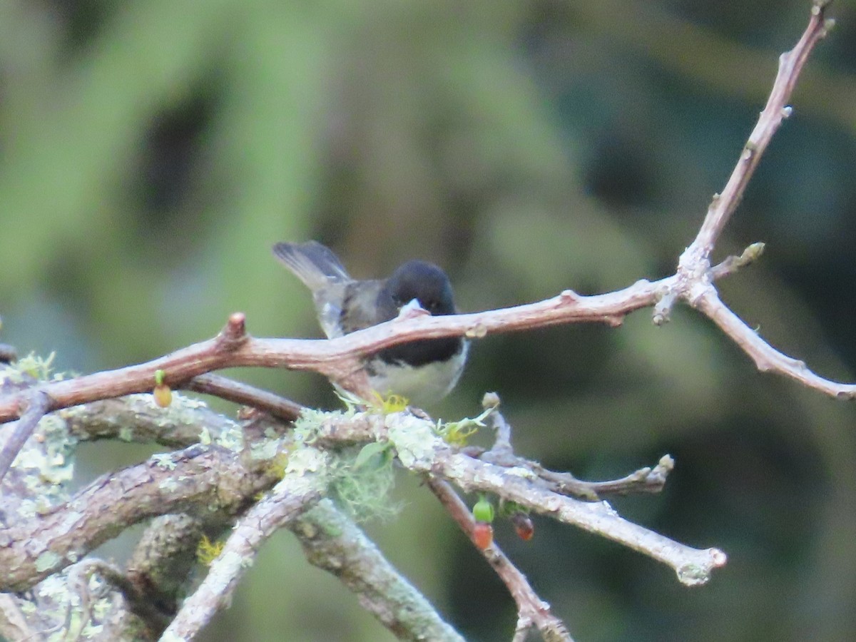 Yellow-bellied Seedeater - ML643994893