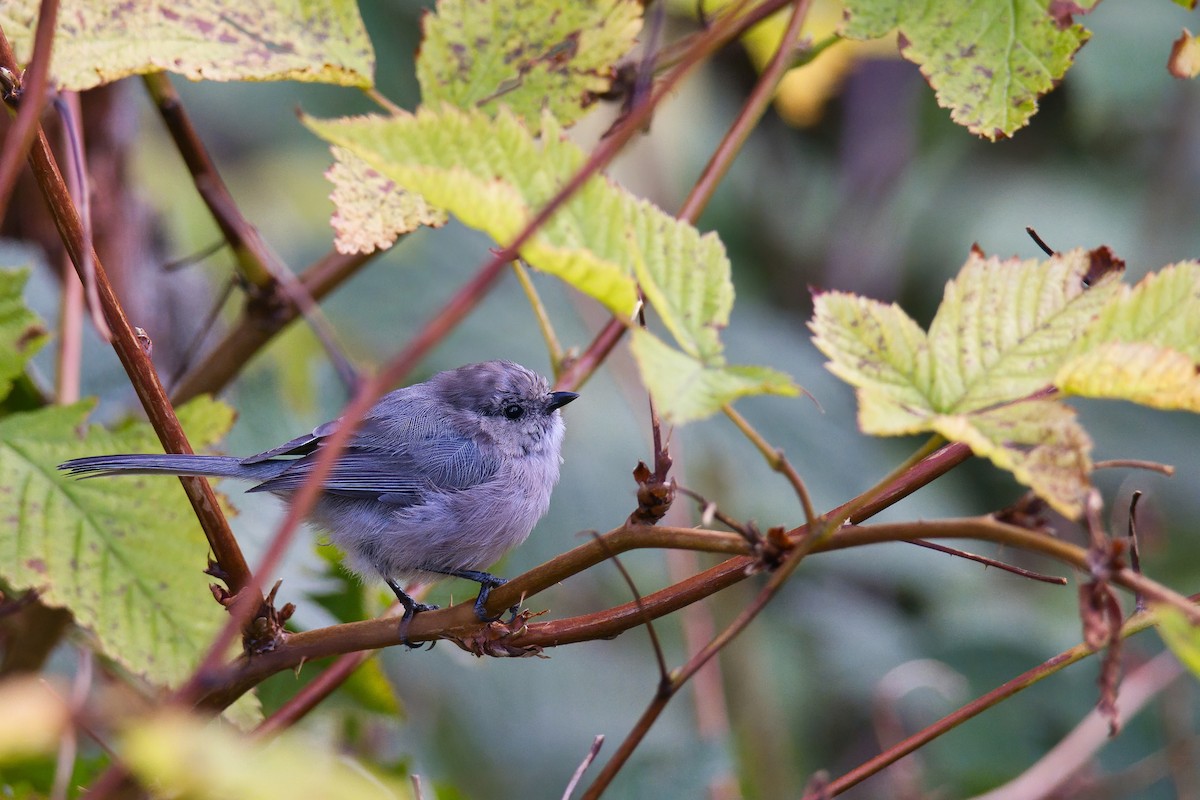 Bushtit - ML643994894