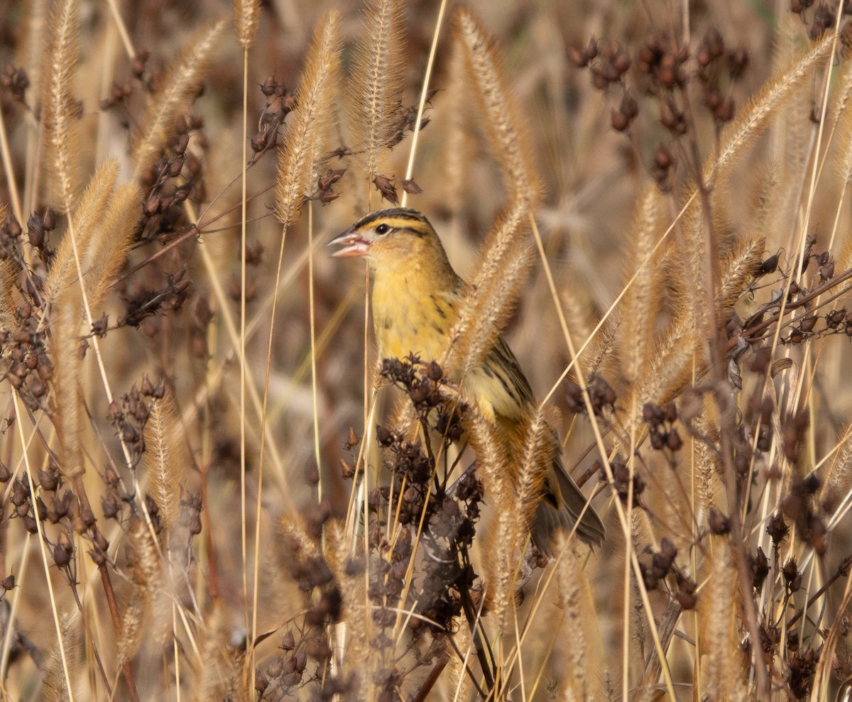 Bobolink - ML643994895