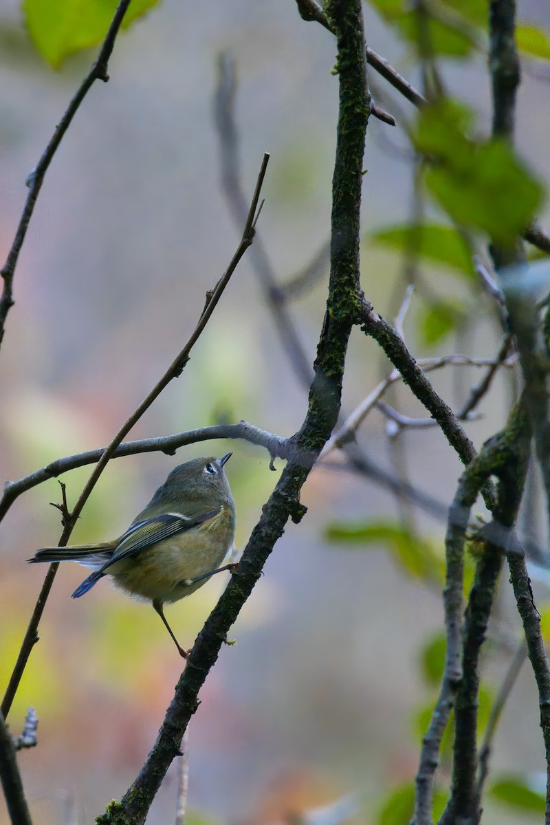 Ruby-crowned Kinglet - ML643994898