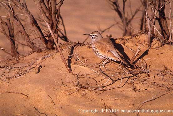 Greater Hoopoe-Lark - ML643994901
