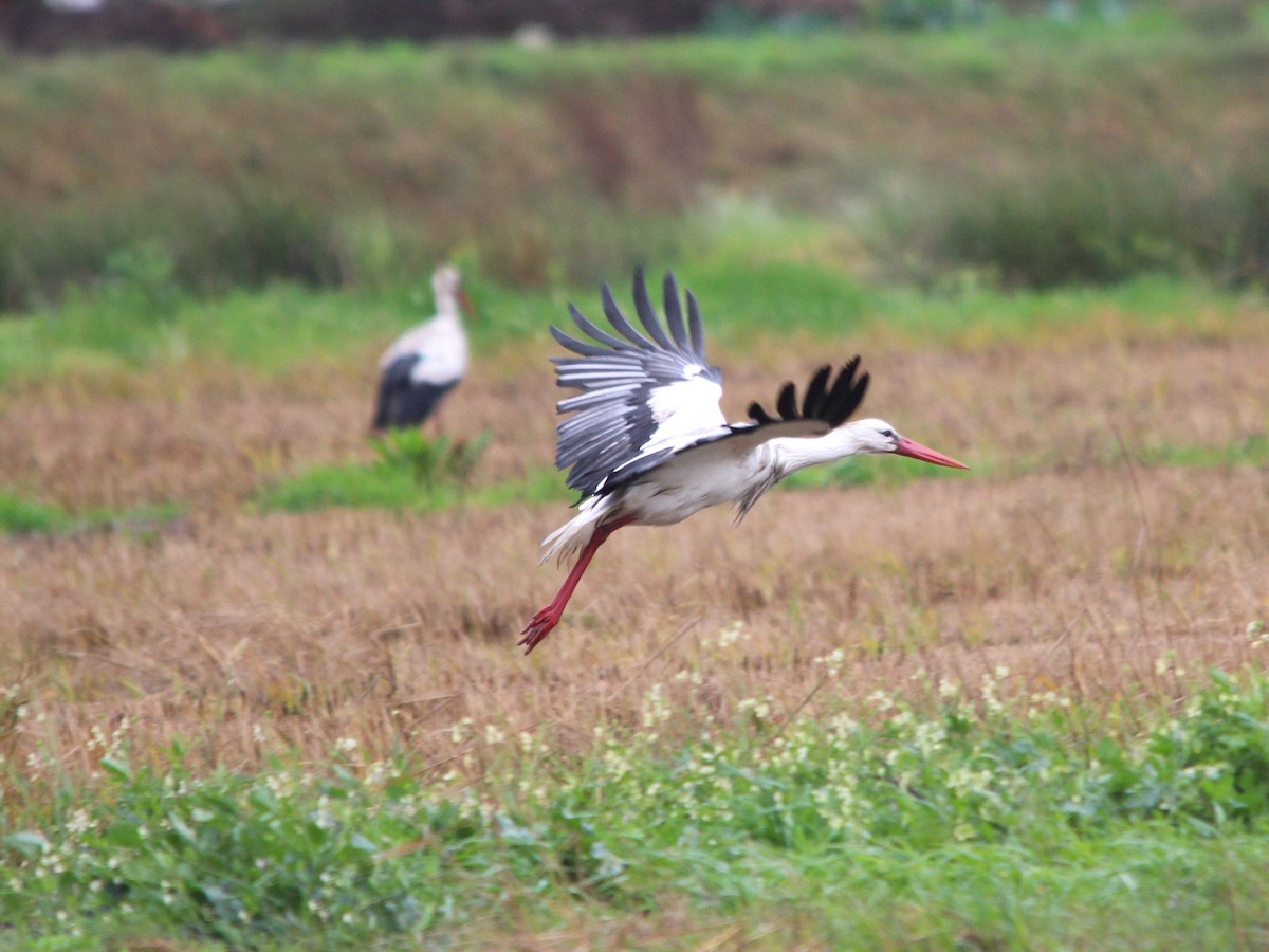 White Stork - ML643994903