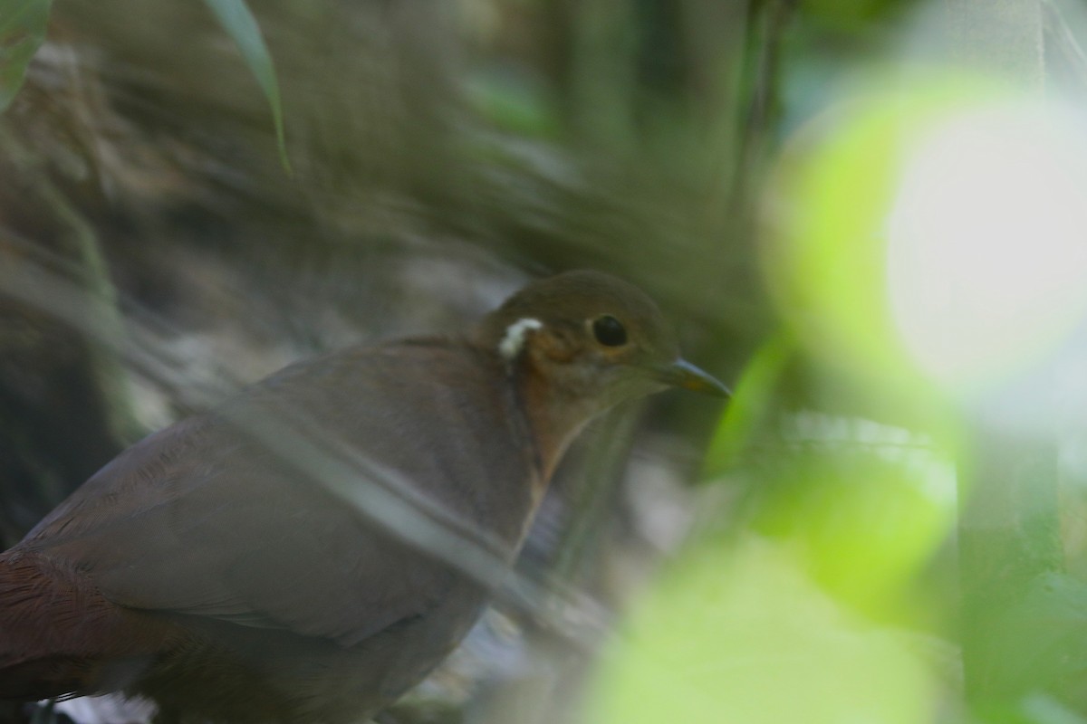 Brown Mesite - ML643994907