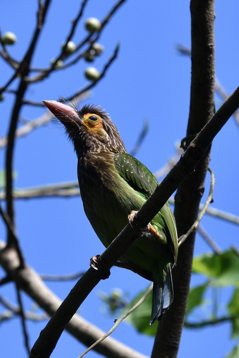 Brown-headed Barbet - ML643994912