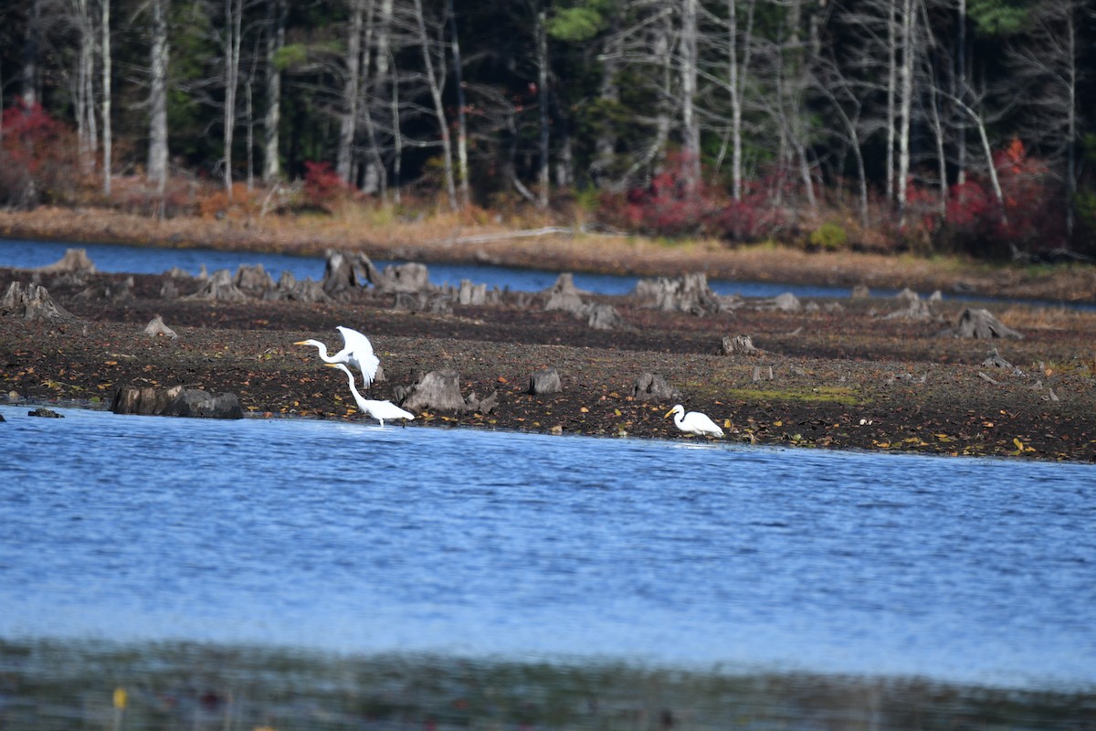Цасч дэглий - ML643994913