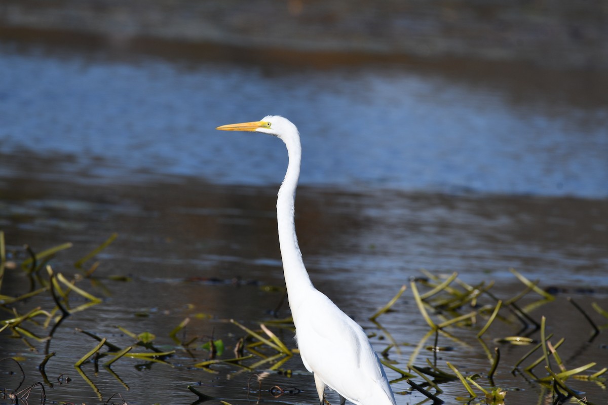 Цасч дэглий - ML643994914