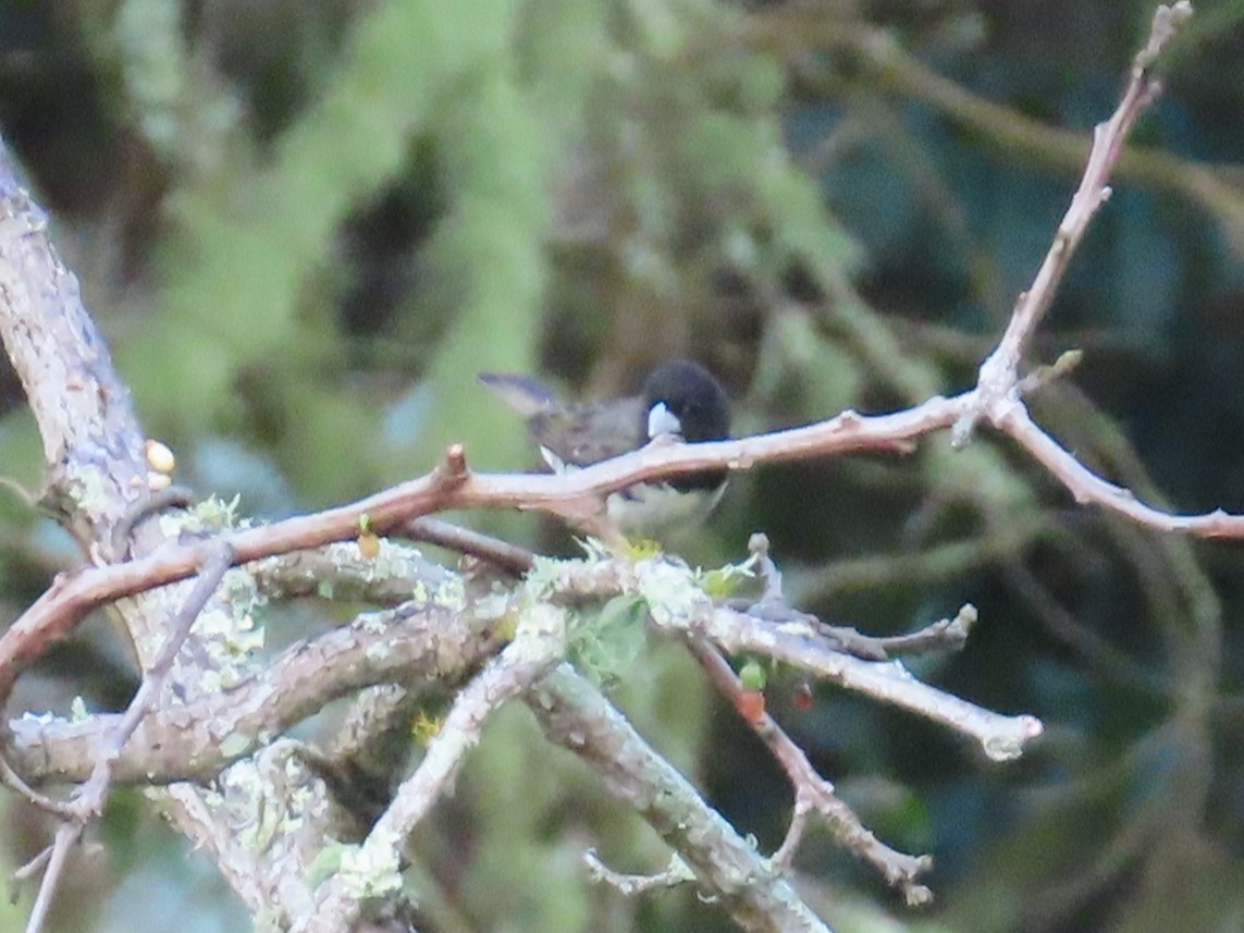 Yellow-bellied Seedeater - ML643994916