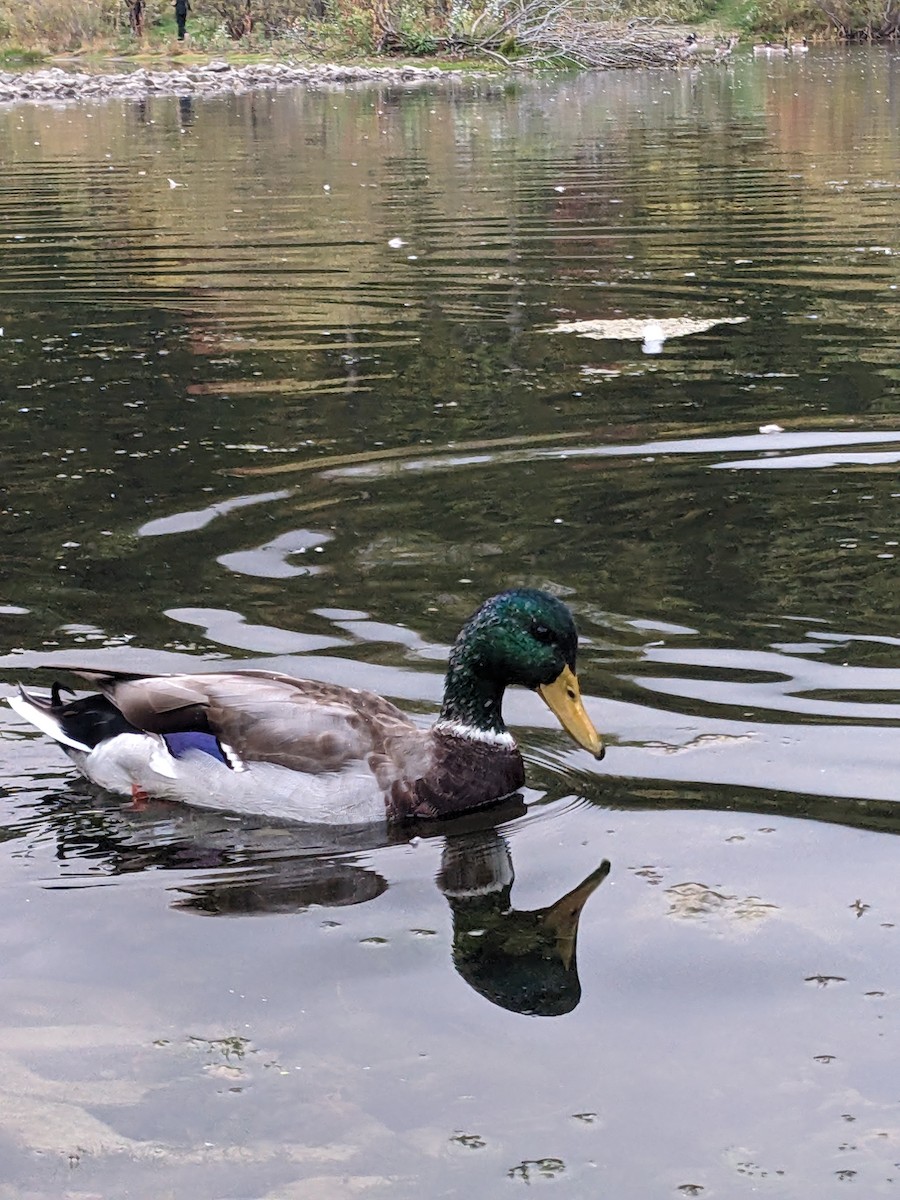 Mallard - Olivia Afre Segui