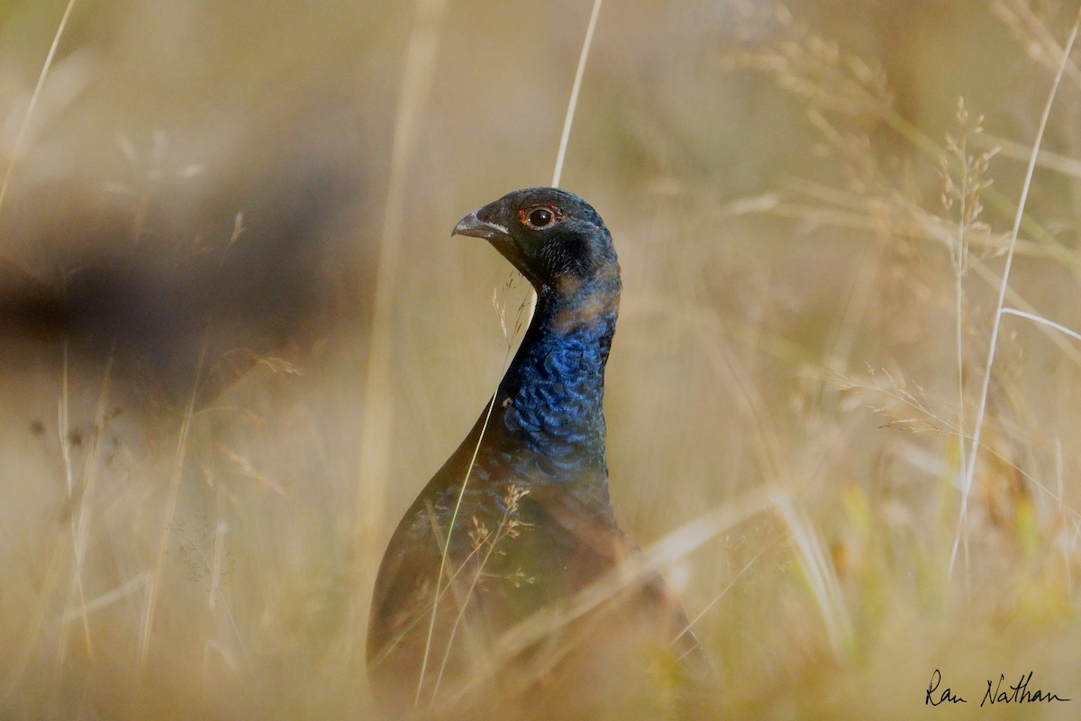 Хар хур - ML643994926