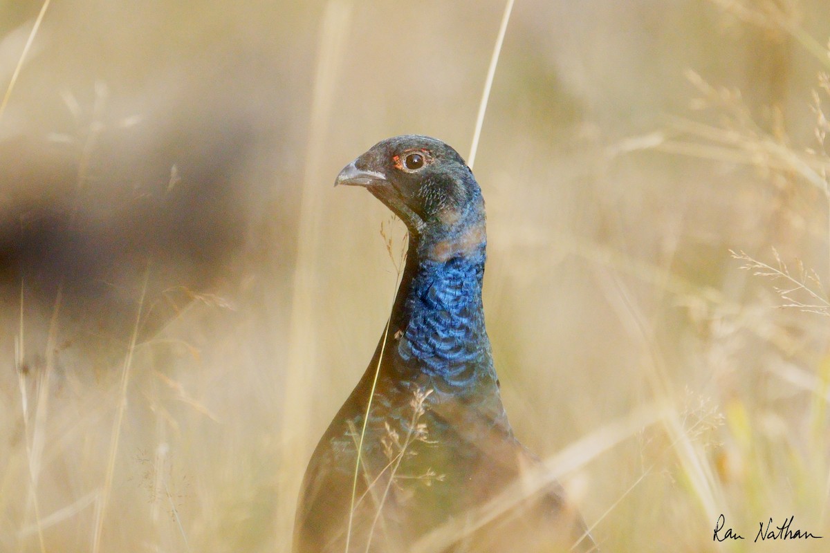 Хар хур - ML643994927