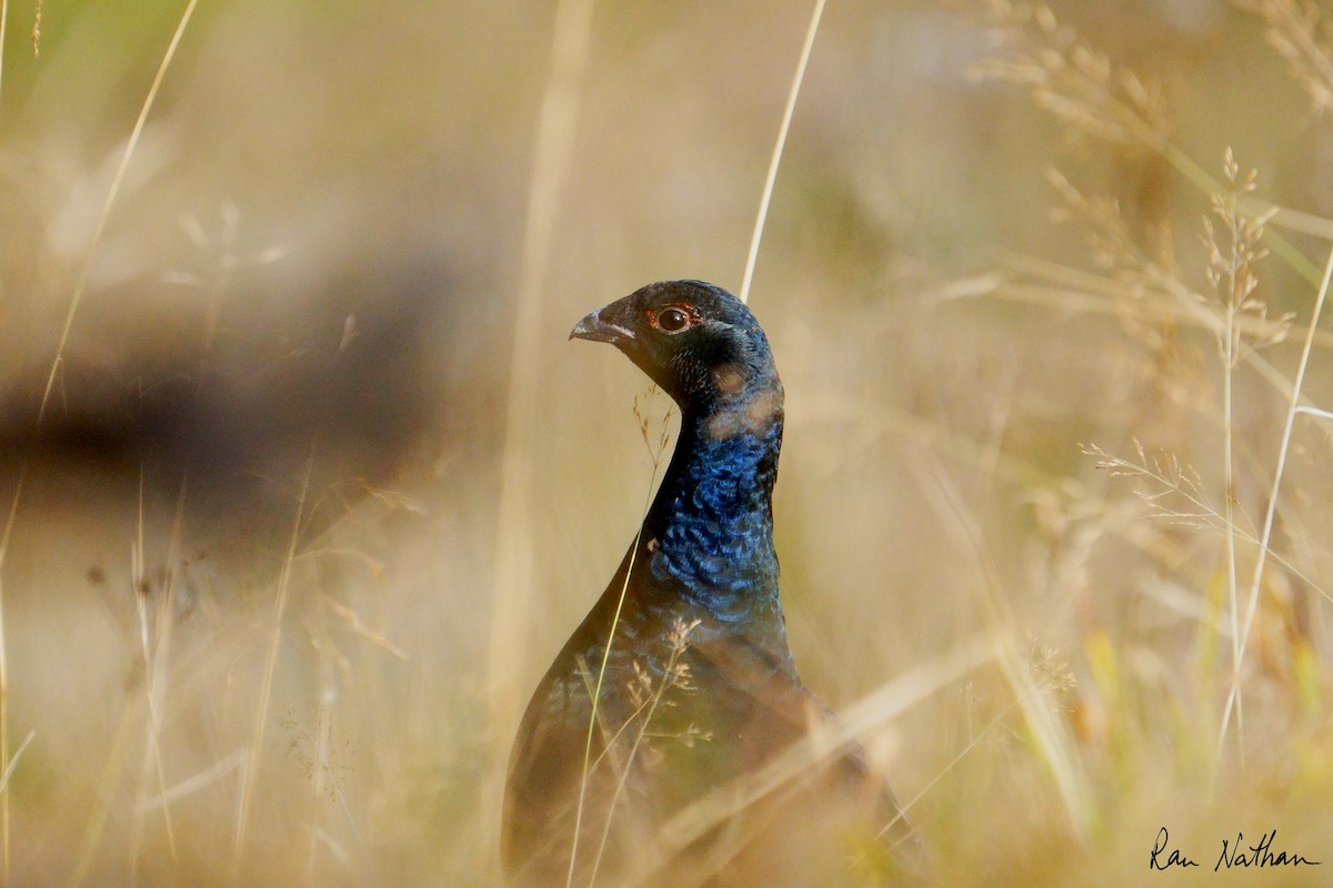 Хар хур - ML643994928