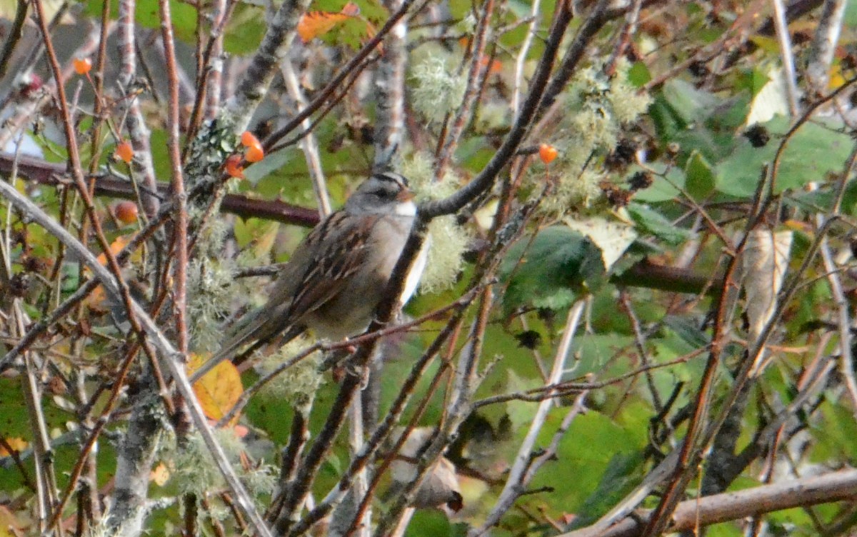 White-crowned x White-throated Sparrow (hybrid) - ML643994932
