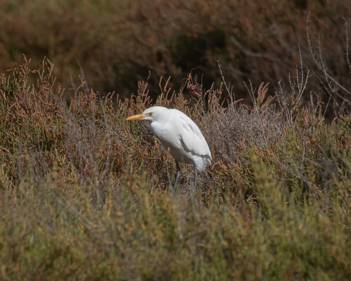 Western Cattle-Egret - ML643994938