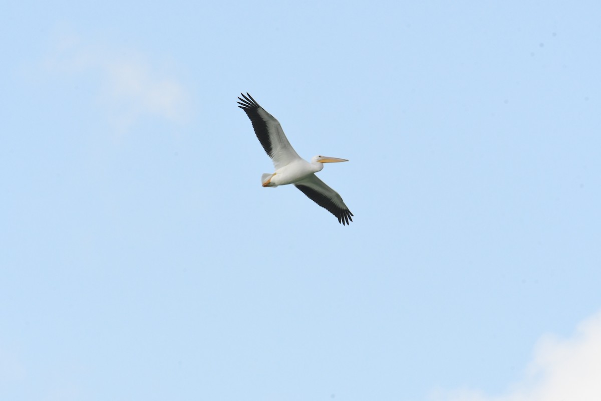 American White Pelican - ML643994943