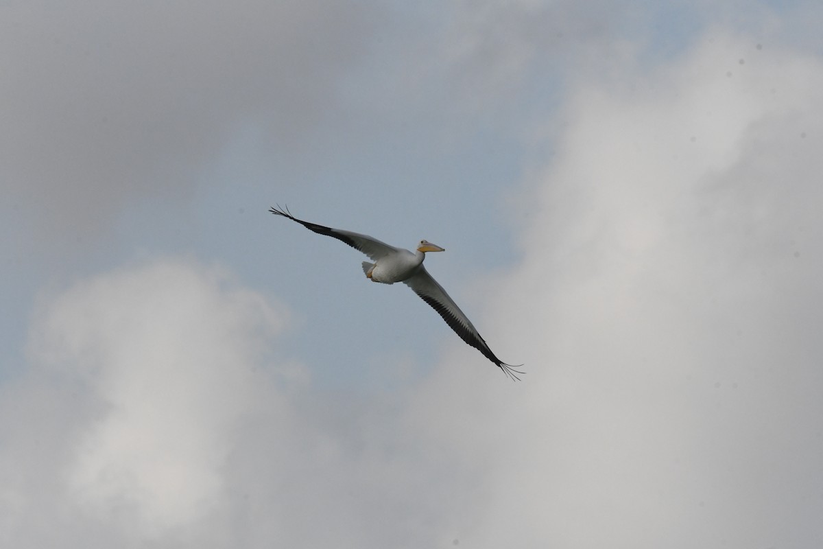 American White Pelican - ML643994944