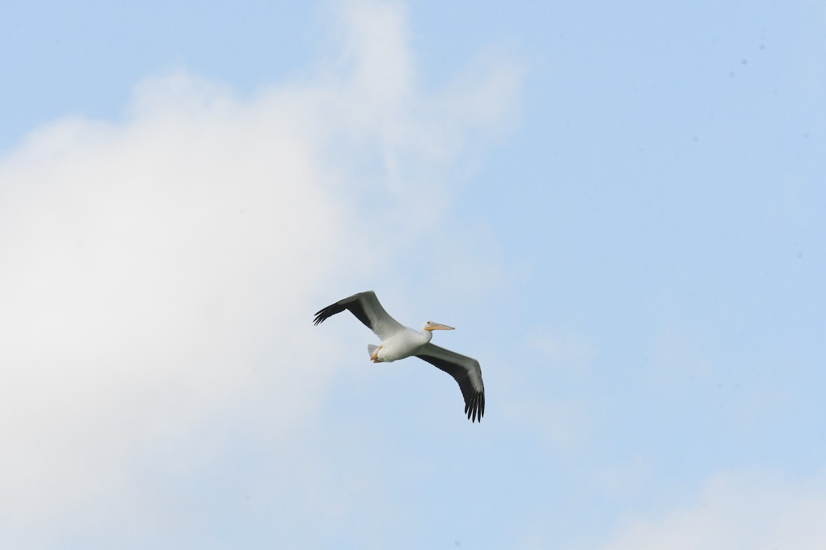 American White Pelican - ML643994945