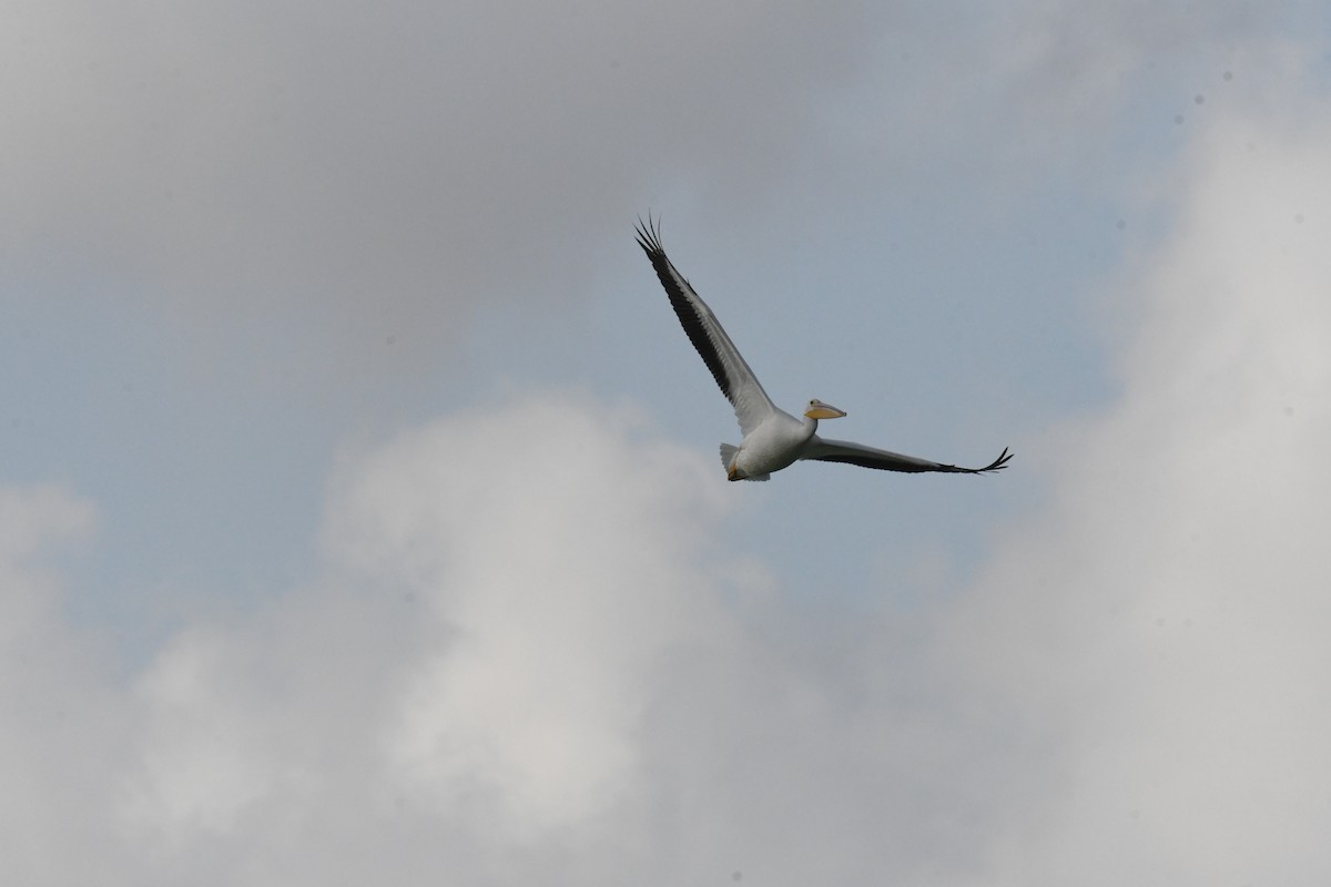 American White Pelican - ML643994947