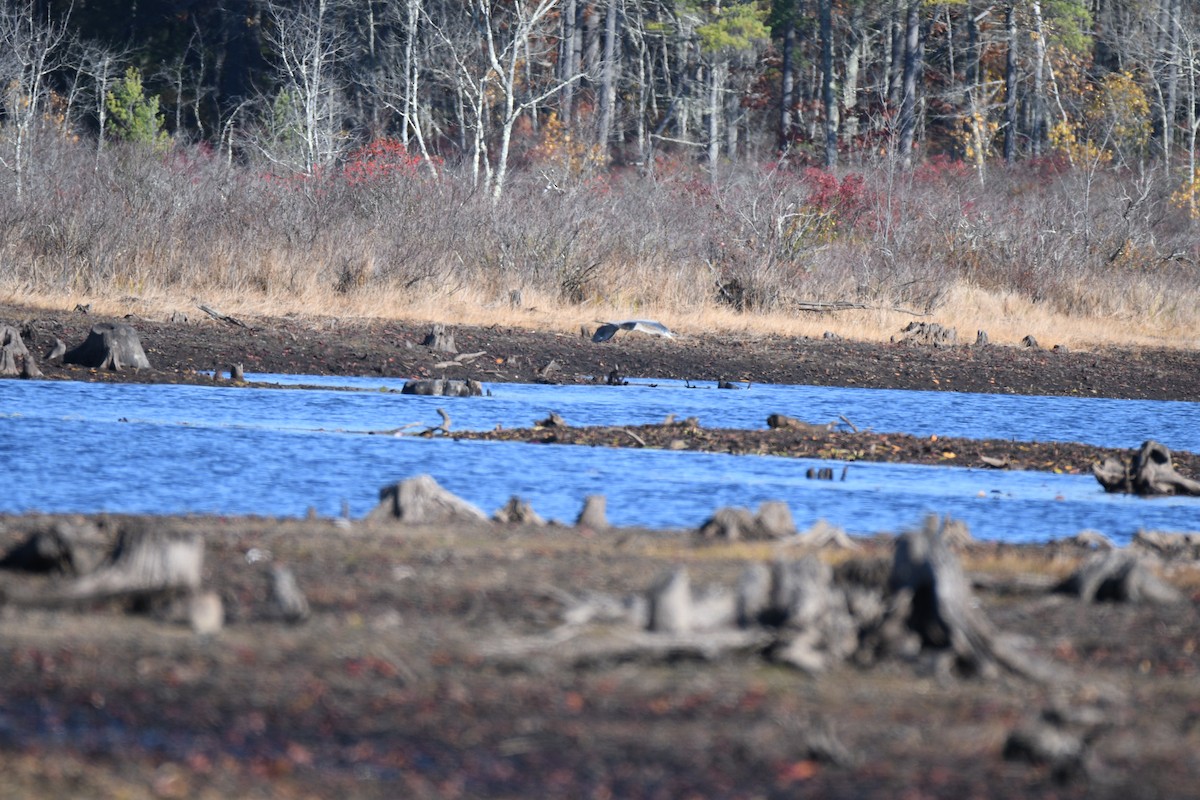 Great Blue Heron - ML643994951