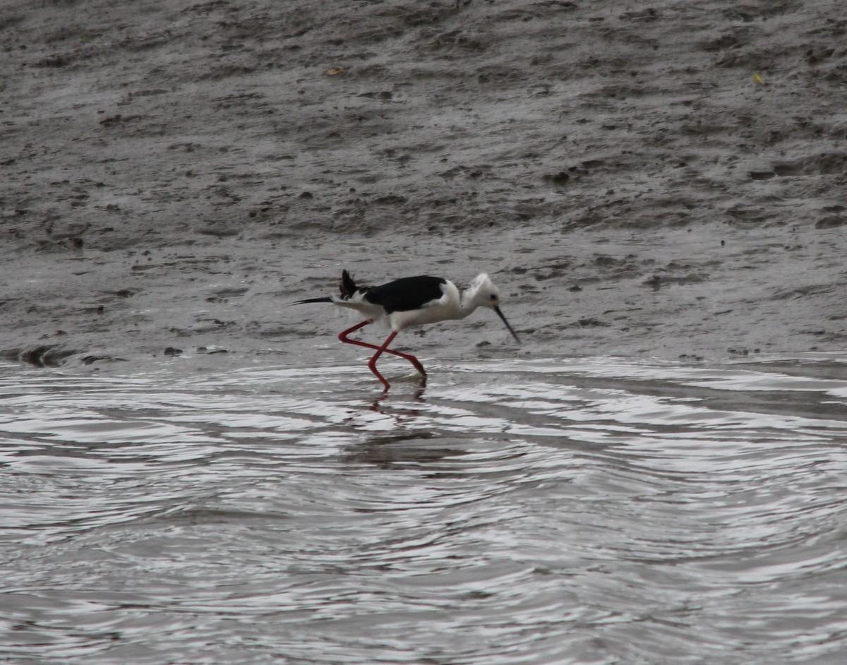 セイタカシギ - ML643994968