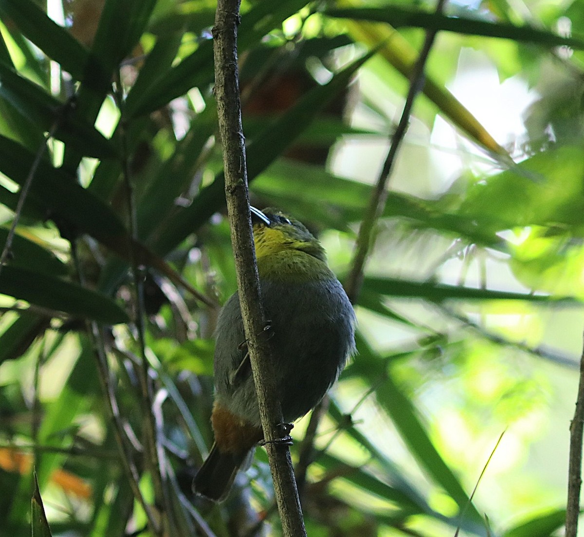 Nelikurvi Dokumacısı - ML643994970