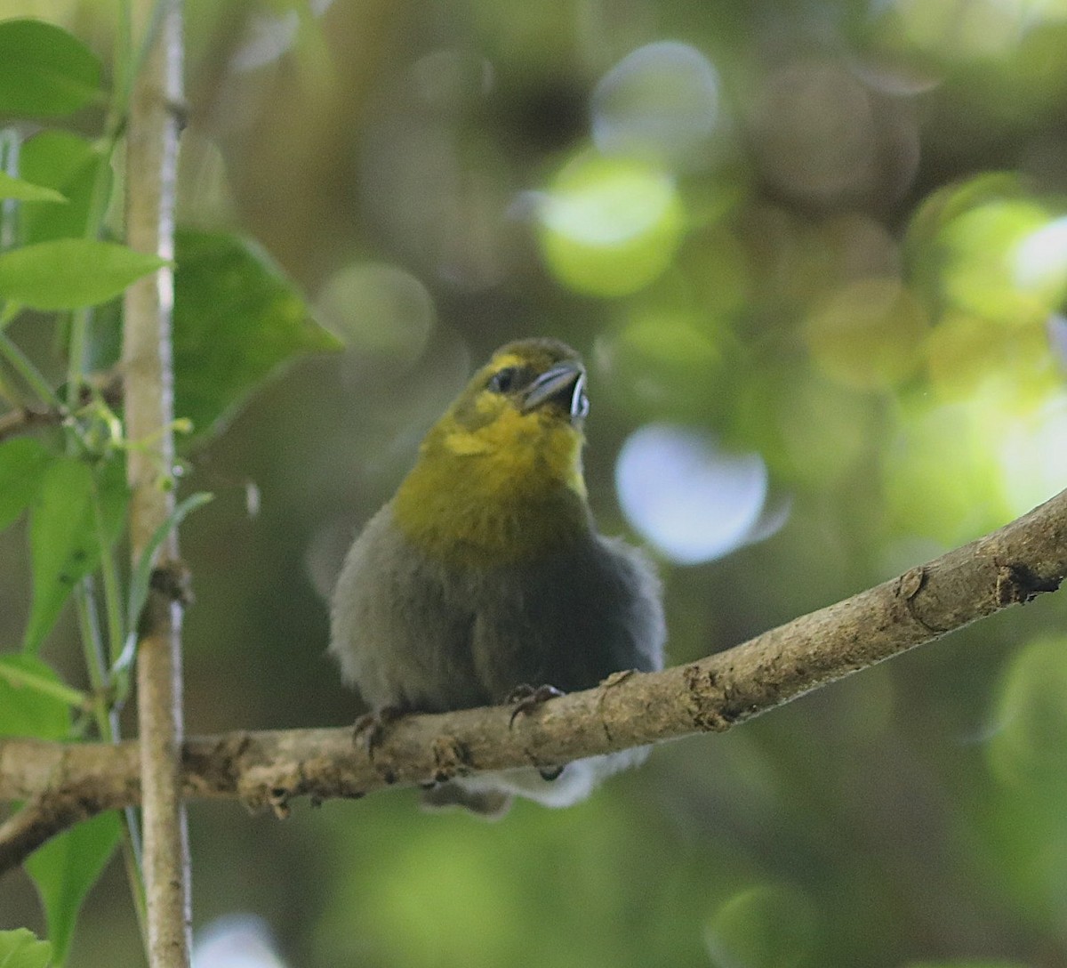 Nelikurvi Dokumacısı - ML643994971