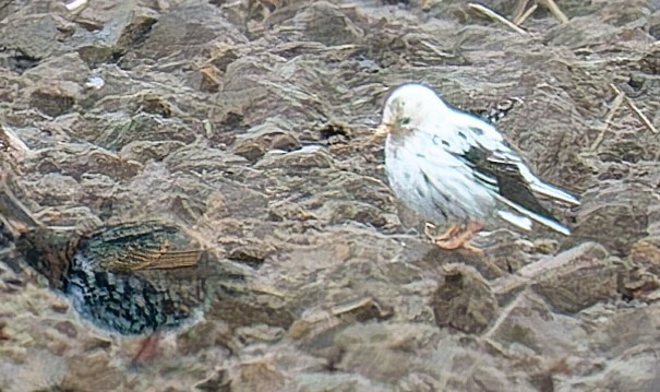 European Starling - ML643994985