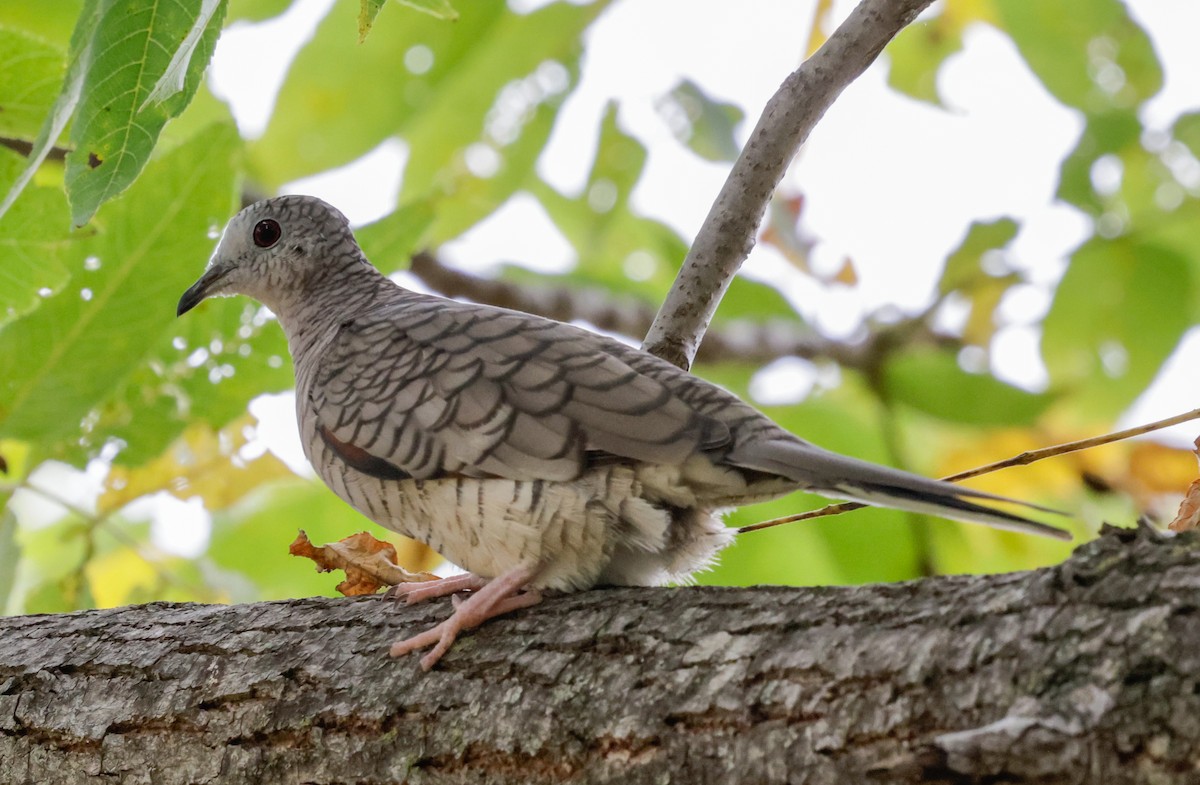 Inca Dove - ML643995023