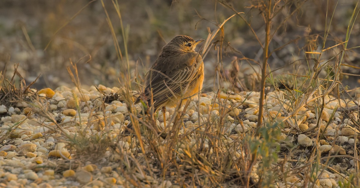 Plain-backed Pipit - ML643995026