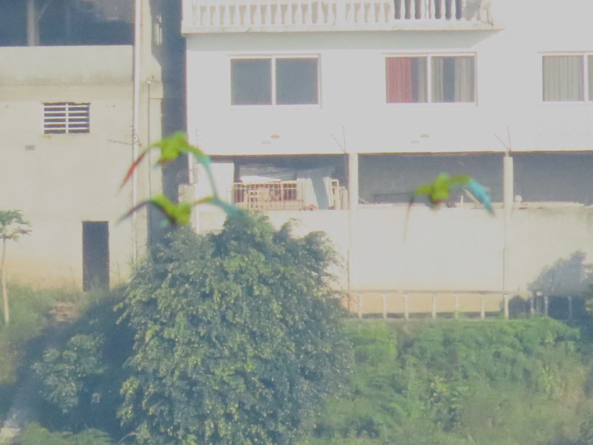 Ara vert - ML643995051