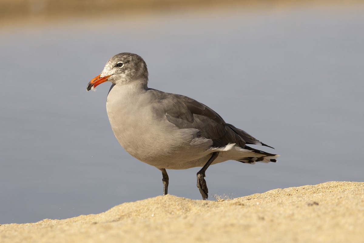 Heermann's Gull - ML643995061