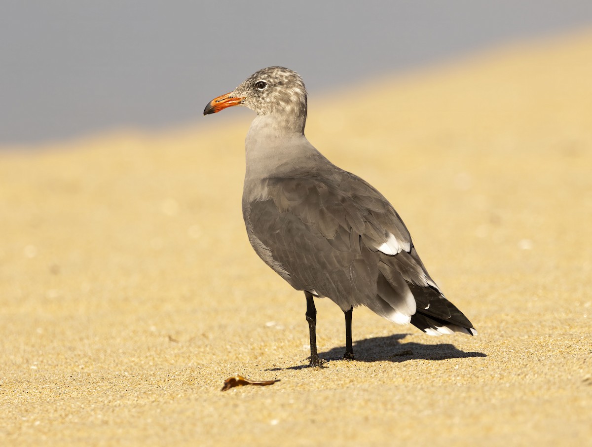 Heermann's Gull - ML643995062