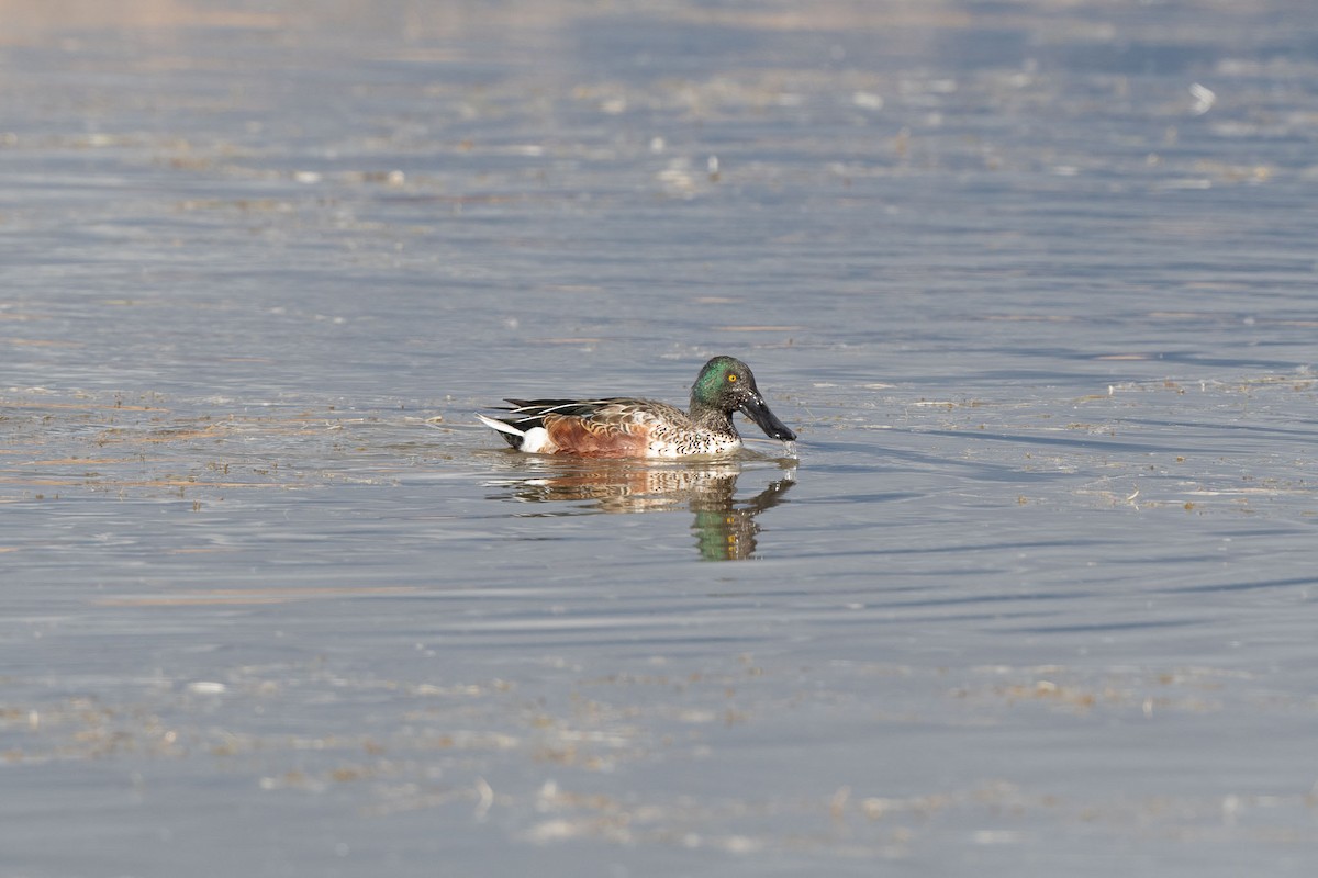 Canard souchet - ML643995084