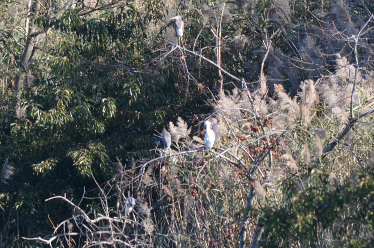Tricolored Heron - Warren Chambers