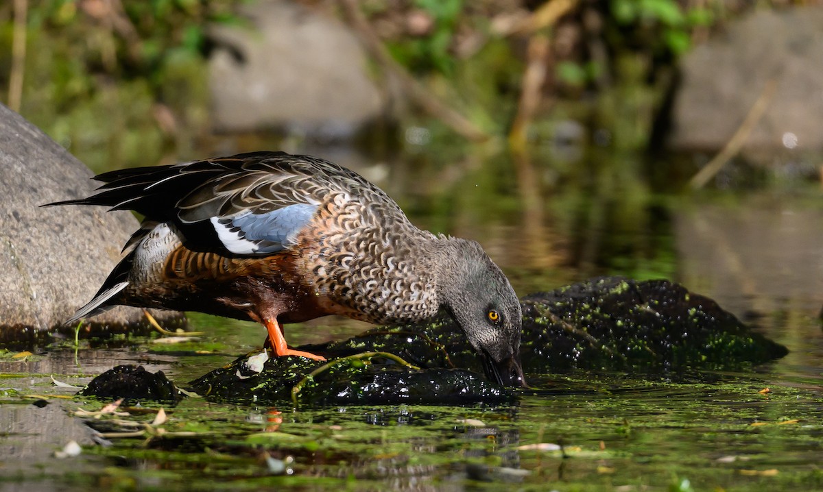Canard souchet - ML643995089