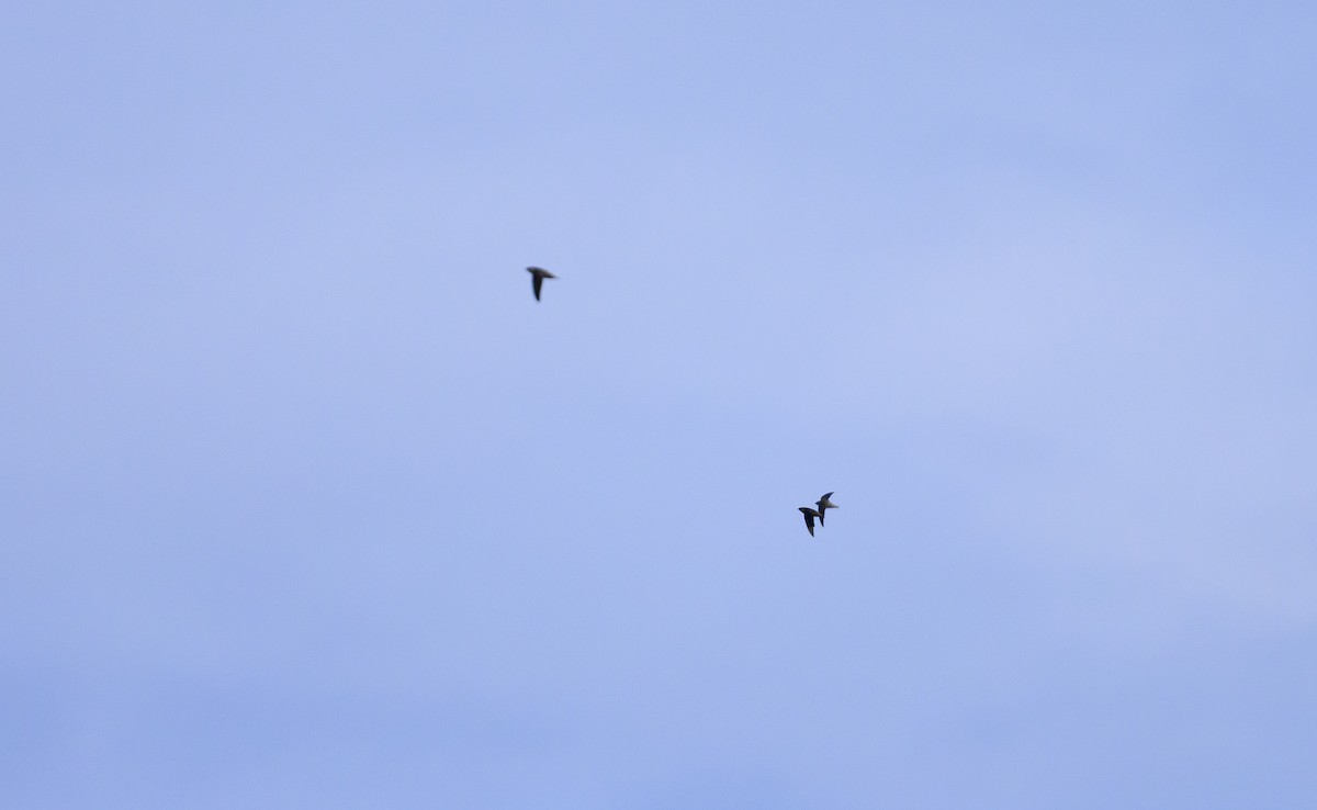 Vencejo de Chimenea - ML643995111