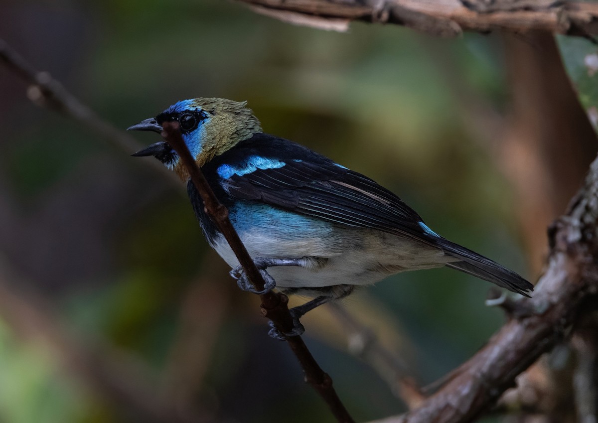 Golden-hooded Tanager - ML643995115