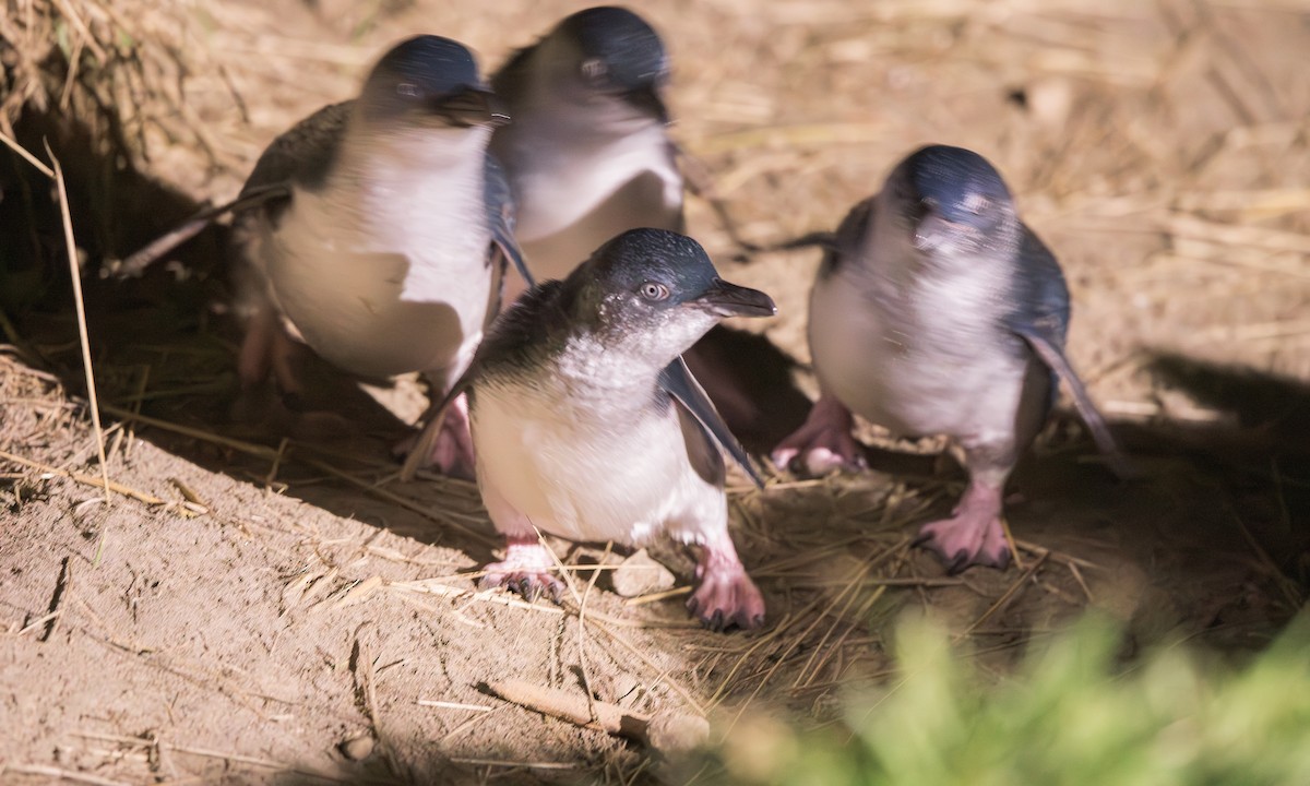 Little Penguin - ML643995130